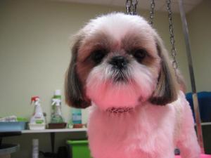 60a6a-Maya-Shih-Tzu-femelle--6-.JPG